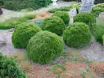   <BR>Thuja occidentalis 
            'Danica'